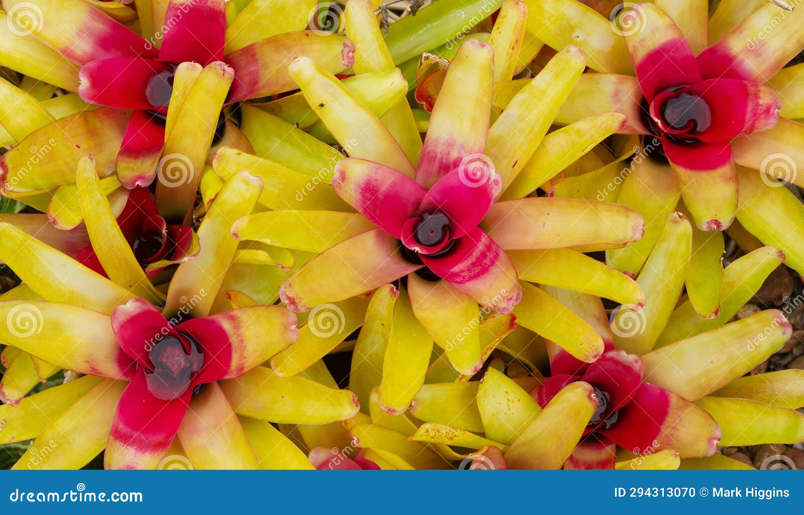 bromeliad plant from south america